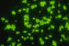 Candida albicans